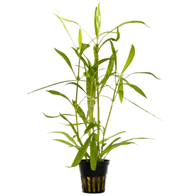 Hygrophila salicifolia