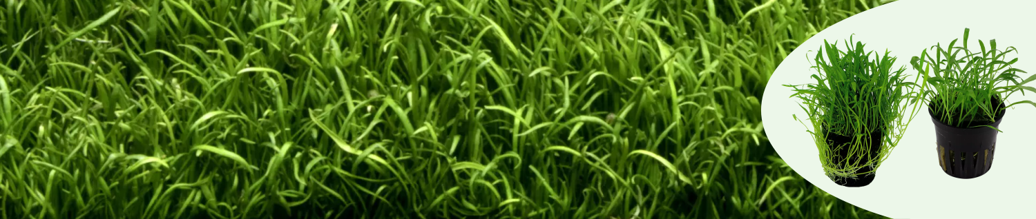 Lilaeopsis