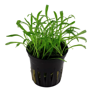 Lilaeopsis brasiliensis