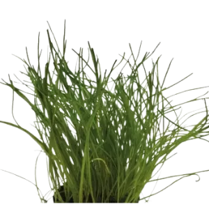 Lilaeopsis mauritiana