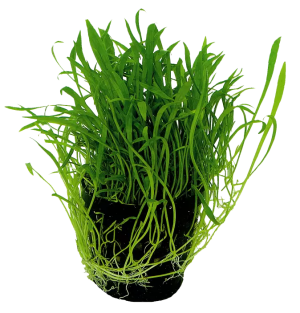 Lilaeopsis novae-zelandiae