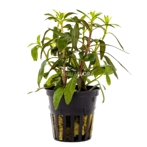 Limnophila aromatica
