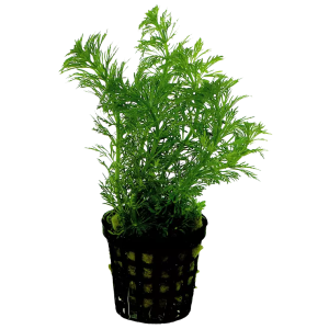 Limnophila sessiflora