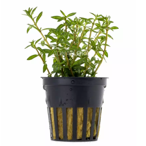 Ludwigia arcuata