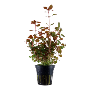 Ludwigia palustris 