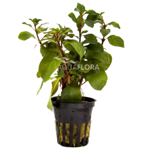 Ludwigia repens