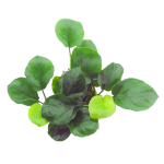 Mini Coin