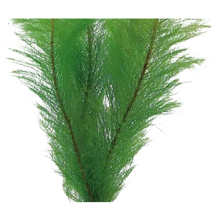 Myriophyllum ärviä