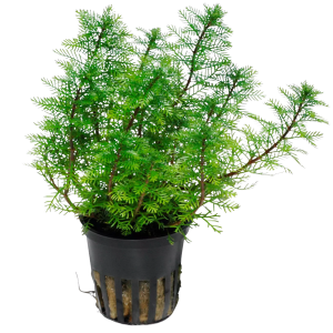 Myriophyllum mattogrossense