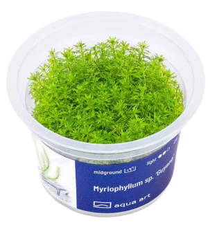 Myriophyllum sp. 'Guyana'
