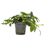 Paxing anubias