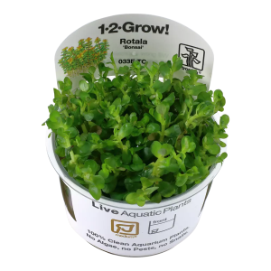Rotala indica 'Bonsai' kasvin kuva