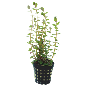 Rotala rotundifolia 
