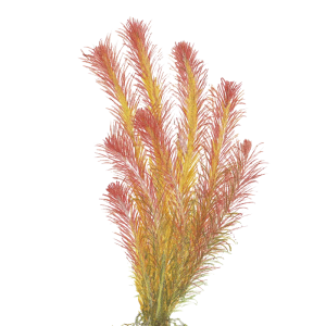 Rotala wallichii