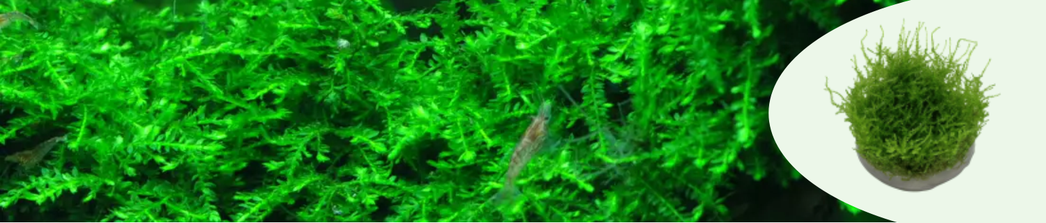 Akvaarion sammalet vesicularia