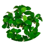 abnubias petite