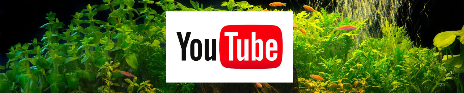 akvaariokascejaYOUTUBE-kuva1
