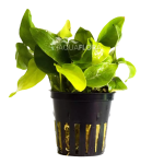 anubias golden
