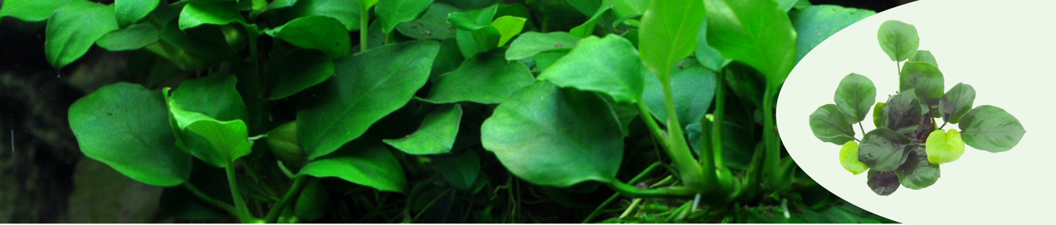 Akvaariokasvit - anubias pienikokoiset