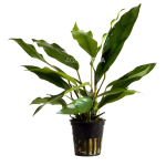 anuboias minima