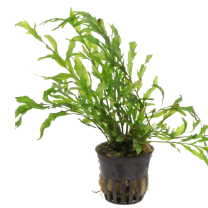 bolbitis saniaislaji 1