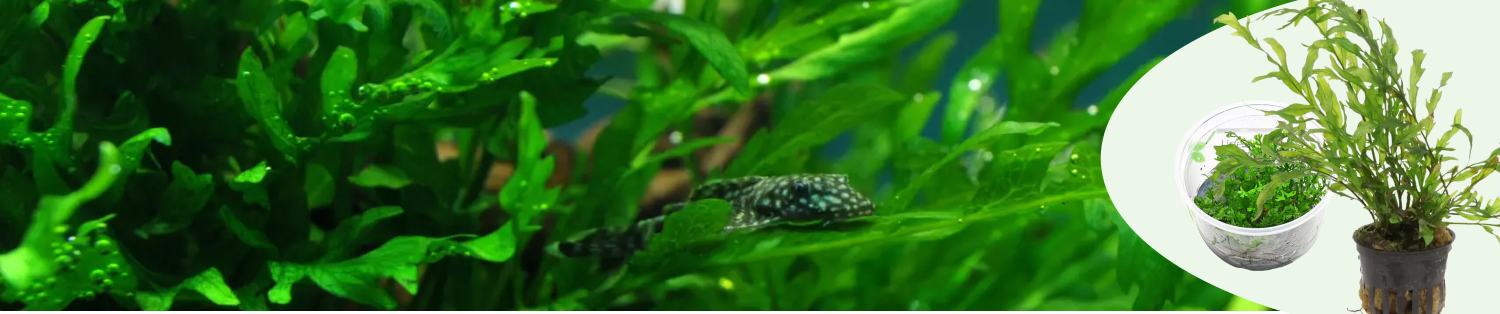 Bolbitis saniaiset