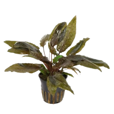 cryptocoryne wendtii