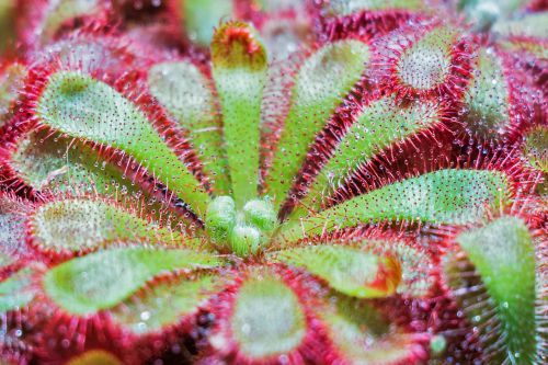 drosera lihansyojakasvi