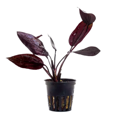 echinodorus aflame