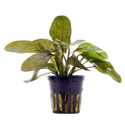Echinodorus ozelot