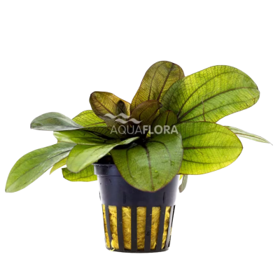echinodorus remi