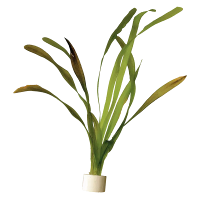jättiläisvallisneria