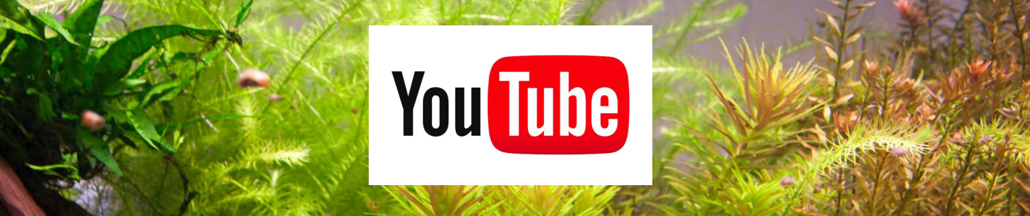 kasvien istuttaminen youtube ohjeita