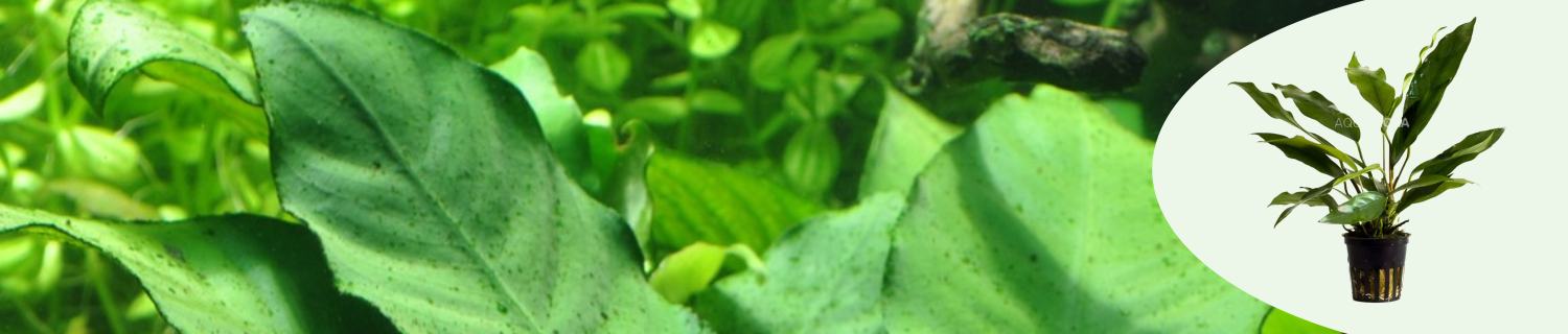 Keskikokoiset keihäslehdet akvaarioon suvusta anubias