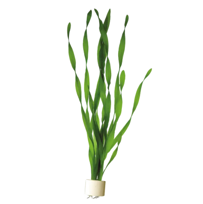 kierteisvallisneria
