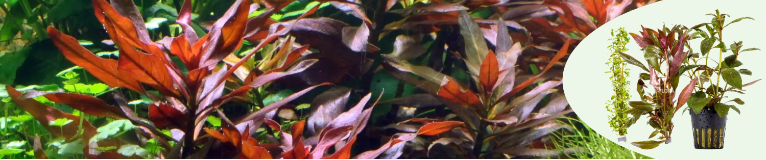 ludwigia suku banneri