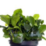 Anubias nana mini