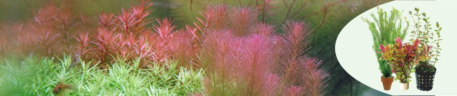 rotala suvun kasvit banneri