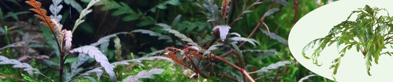 Sulkavesitähdikki Hygrophila pinnatifida