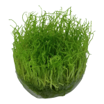 taxiphyllum_barberi_kuva_kasvista