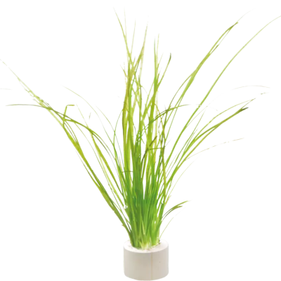 vallisneria nana