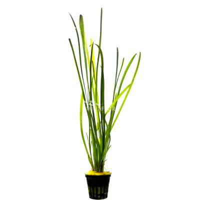 vallisneria leopard
