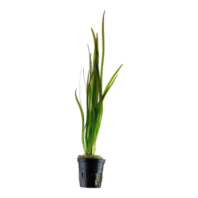vallisneria spiralis tiikeri