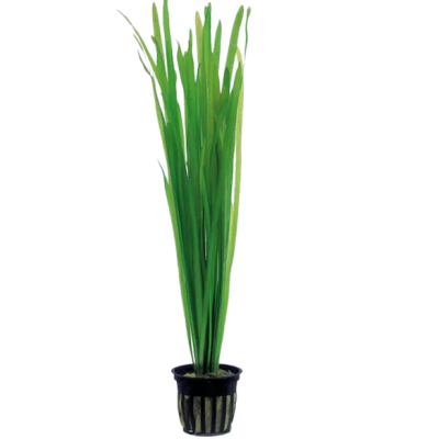 vallisneria spiralis