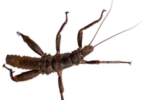 Eurycantha calcarata