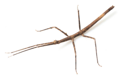 Medauroidea extradentata