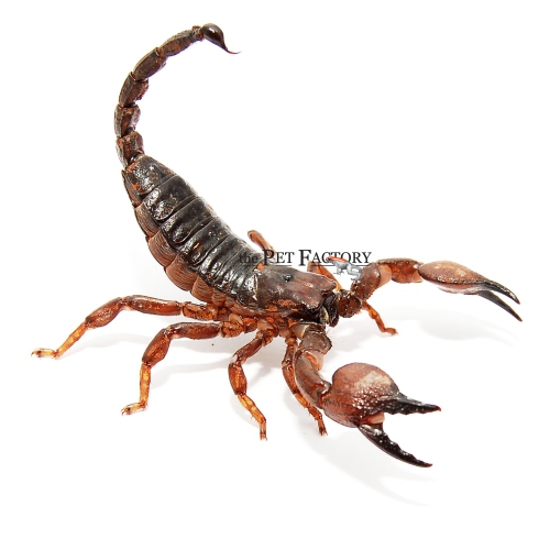 Pandinus cavimanus