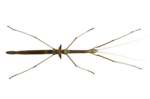 Phaenopharos khaoyaiensis