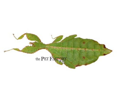 Phyllium philippinicum