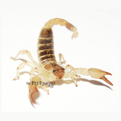 Scorpio maurus